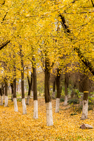 Ginkgo trees in autumnの写真素材