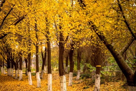 Ginkgo trees in autumnの写真素材