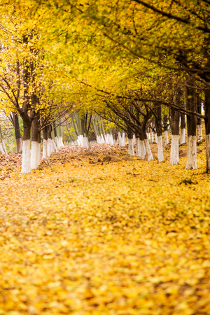 Ginkgo trees in autumnの写真素材