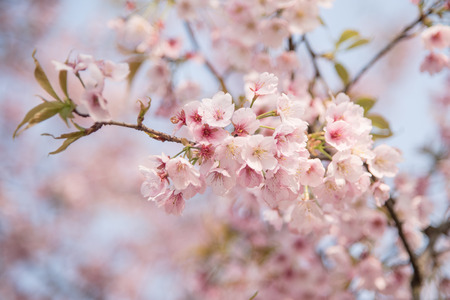 The cherry blossoms are in full bloom in the park.の写真素材