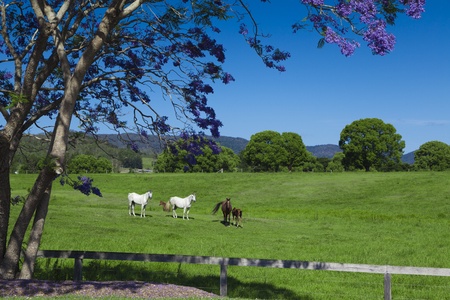 Brown and white horses on green hillside