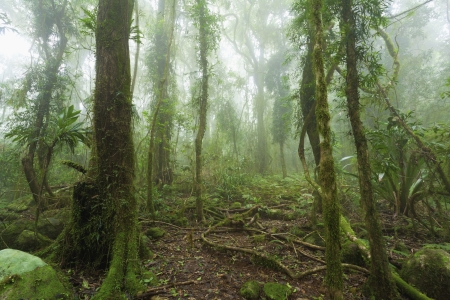 Mossy, humid australian rainforest enveloped in clouds 