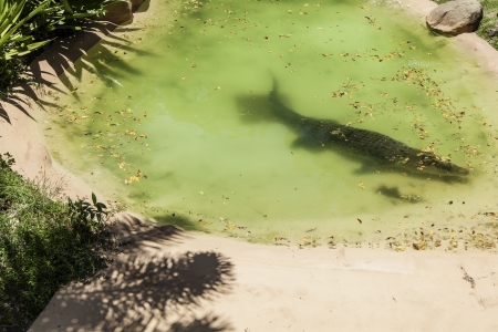 Large saltwater crocodile lurking in shallow poolの写真素材