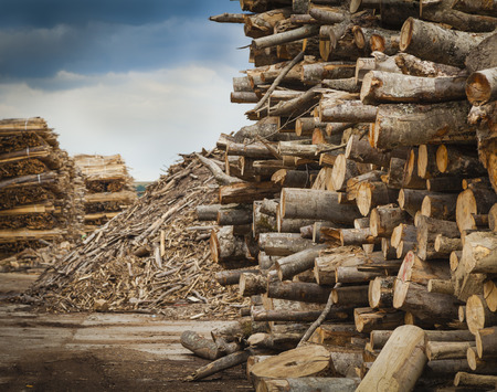 Log and wood piles in industrial timber factory.