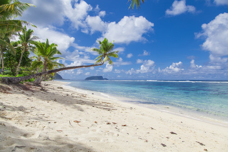 Tropical Samoa with white sandy beaches and coconut palmsの写真素材