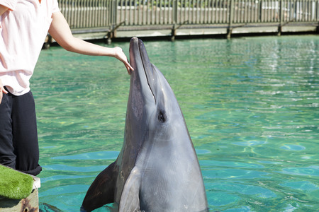 Person touching captive dolphin rising out of waterの写真素材