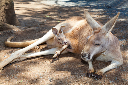 Adult kangaroo relaxing with joey in itの写真素材