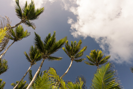 Palm trees over blue sky and cloud, Barbadosの写真素材