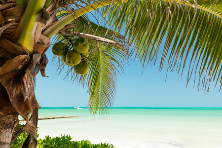 Tropical beach setting on Isla Holbox, Quintana Roo, Mexico Mexico