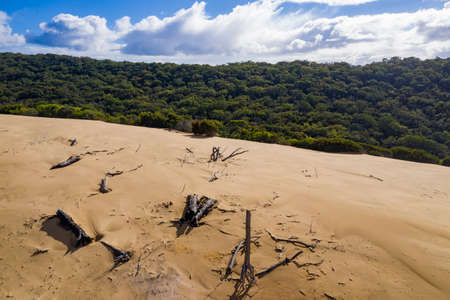 Dead trees on sandblows or sand dunes on Fraser Island, Queensland, Australiaの写真素材