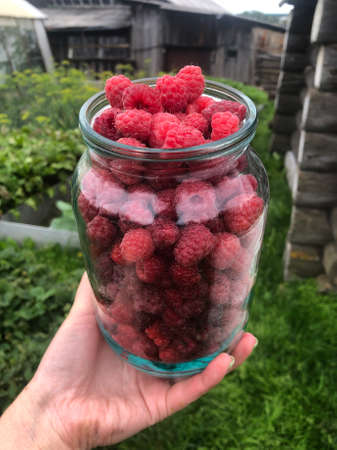 Glass jar with raspberries in hand on the background of a wooden house and a vegetable garden