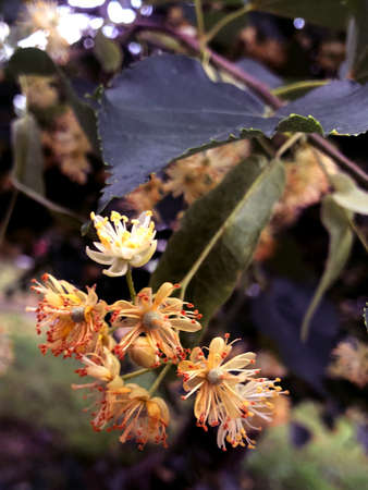 Linden twig close-up with 5 flowers
