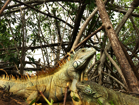 Iguana resting in the mangroveの写真素材