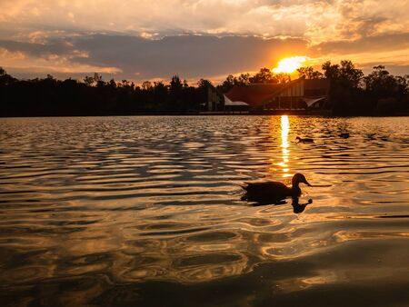sunset in the lake duck swimmingの写真素材