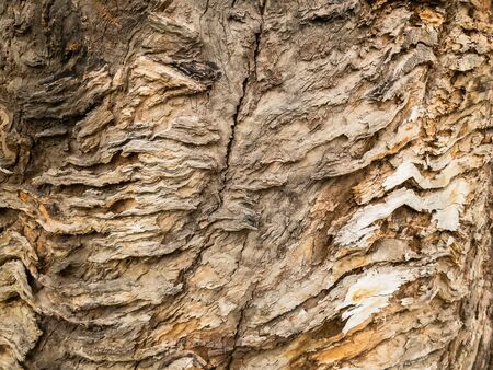 wooden texture, old tree