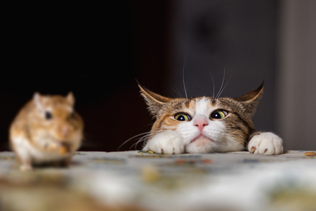 Cat playing with little gerbil mouse on the table.