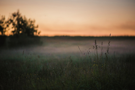 Mystical background of meadow with tall grass and cold fog against sunset sky.の写真素材