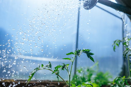 watering seedling tomatoes in the greenhouse. Traditional gardening conceptの写真素材