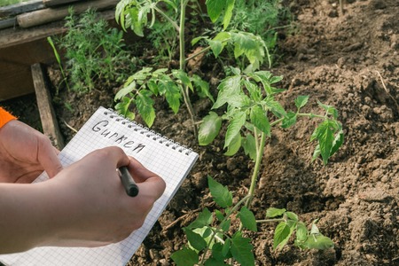 Closeup hands of greenhouse worker taking notes in seedlings in nursery. Top view. the inscription gurken in a notebook.の写真素材