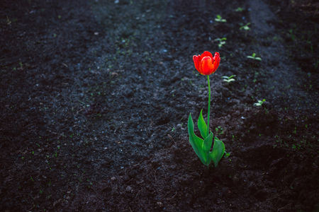 Red alone bright tulip against dark ground. Concept of loneliness, contrast, vital forceの写真素材