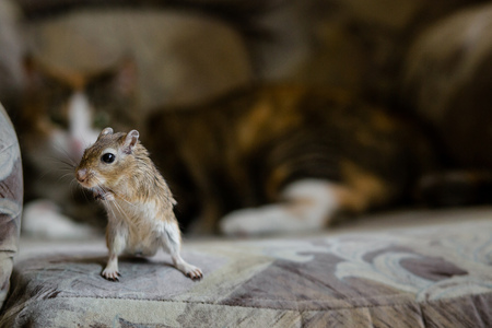 Cat playing with little gerbil mouse. Natural lightの写真素材