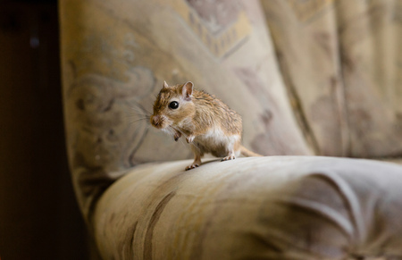 Gerbil mouse standing in private on the chair.の写真素材