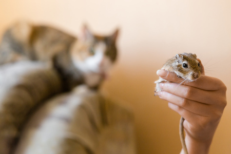 the cat watches a little gerbil mouse. Natural light.の写真素材