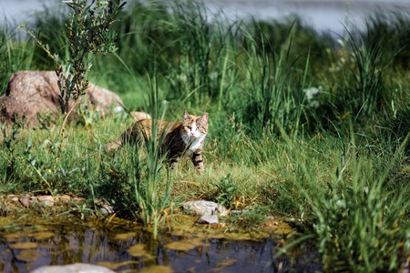 The beautiful brown cat hunts in a green grass and leaves. Morning time. As in the jungle.