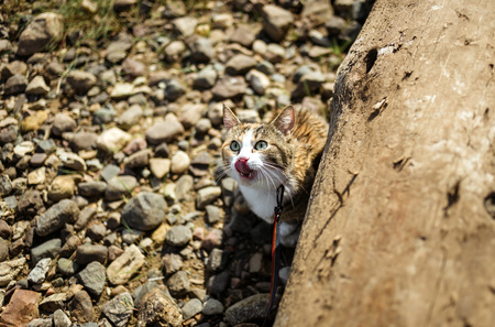 Adorable ginger cat licks its mouth in the stones.の写真素材