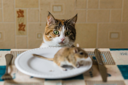 Cat looking to little gerbil mouse on the table with plate and serving cutlery. Concepts of prey, food, pest.の写真素材