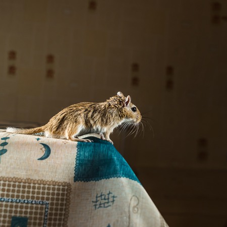 Mongolian gerbil mouse standing on the edge of the table.の写真素材