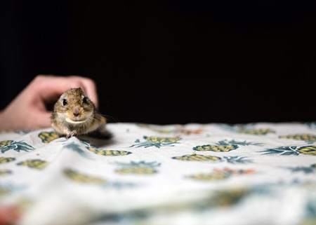 Little mongolian gerbil mouse in female hand. Copy space.の写真素材