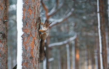 Curious Fluffy Squirrel holds tree trunk in winter forest and looking into camera. Copy space pine forestの写真素材