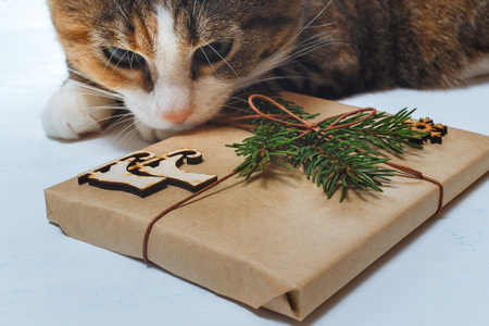 Cat with curiosity looks at a Christmas present.の写真素材