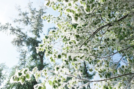 Poplar branch with feathers, foliage and seeds on blue sky background closeupの写真素材