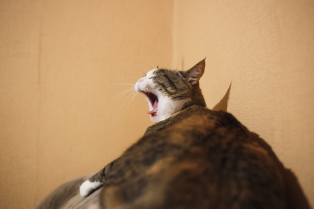 Ginger cat yawnsの写真素材
