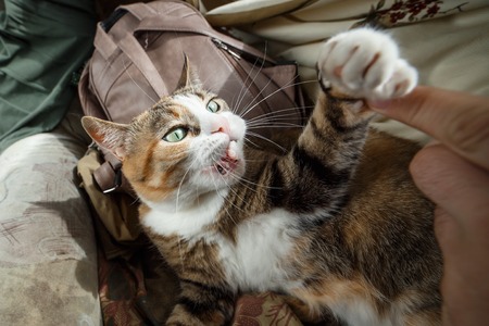 Beautiful ginger angry cat playing with woman hand and biting her with funny emotionsの写真素材
