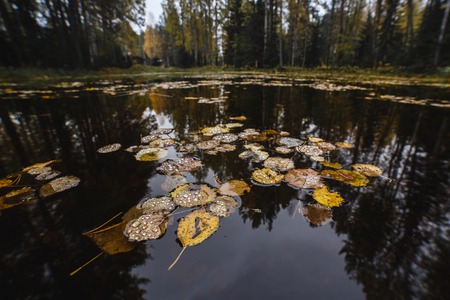 Yellow autumn leaves on the water of forest lake.の写真素材
