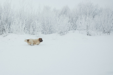 Young female caucasian shepherd dog running on snow-covered field in frosty winter day. Copy space.の写真素材