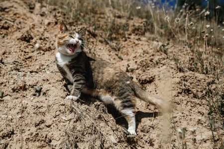 Steppe colored domestic cat funny meows during walking in natureの写真素材