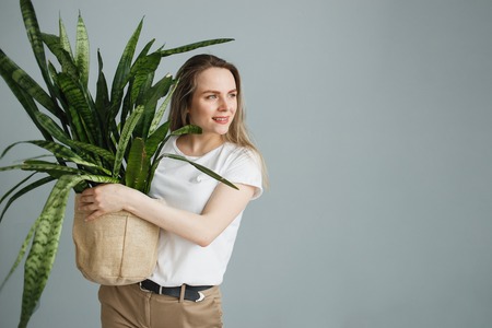 Beautiful young woman holding potted plant Sansevieria and smiling at camera isolated on greyの写真素材
