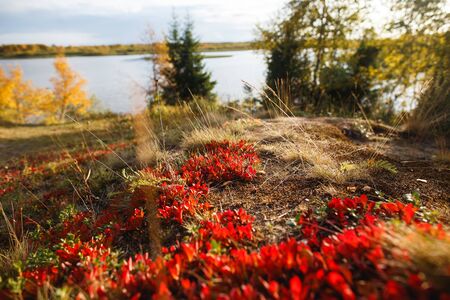 Closeup of autumn of fall tundra foliage with reds and goldsの写真素材