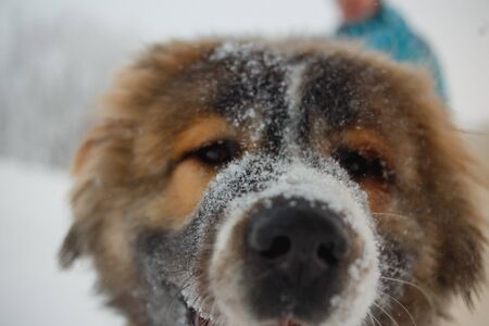 Playful young caucasian shepherd dog having fun on snow-covered field in frosty winter day