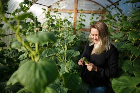 Young woman in a house greenhouse with cucumbers