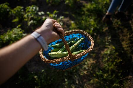 A basket with ripe cucumbers in his hand against the background of a bed in sunlight