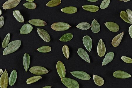 Lingonberry leaves pattern isolated on black background closeup top view. Flat lay mockup