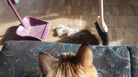 The cat watches the cleaning of her wool with a broom and a match. A lot of wool. Allergens,...