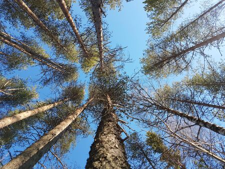 View from below on the crown of pines on a warm sunny day.
