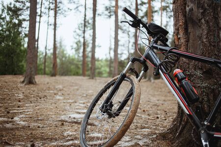 Mountain bicycle stay in the pine forest. Cross country tourism concept.