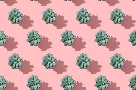 Regular pattern succulent flower in pot on a pink background. Flat lay, floral decor, top viewの写真素材